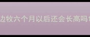 边牧六个月以后还会长高吗