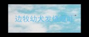 边牧幼犬发烧呕吐