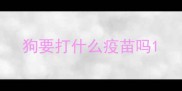 狗要打什么疫苗吗