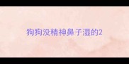 狗狗没精神鼻子湿的