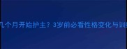 松狮犬几个月开始护主3岁前必看性格变化与训练指南