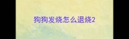 狗狗发烧怎么退烧