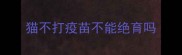 猫不打疫苗不能绝育吗