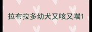 拉布拉多幼犬又咳又喘