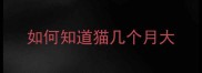 如何知道猫几个月大