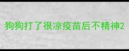 狗狗打了很凉疫苗后不精神