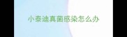 小泰迪真菌感染怎么办