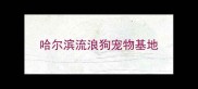 哈尔滨流浪狗宠物基地