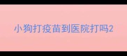 小狗打疫苗到医院打吗