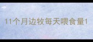 11个月边牧每天喂食量