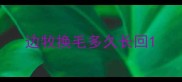 边牧换毛多久长回