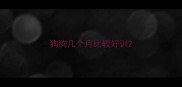 狗狗几个月比较好训