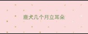 鹿犬几个月立耳朵