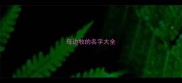 母边牧的名字大全