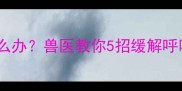 狗狗怀孕期间咳嗽不止怎么办兽医教你5招缓解呼吸问题附护理指南