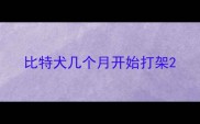 比特犬几个月开始打架