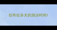 拉布拉多犬的游泳时间