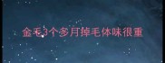 金毛3个多月掉毛体味很重