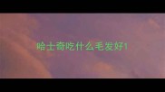哈士奇吃什么毛发好