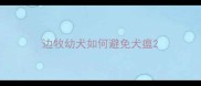 边牧幼犬如何避免犬瘟