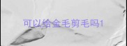 可以给金毛剪毛吗
