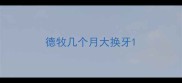 德牧几个月大换牙