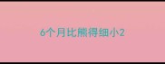 6个月比熊得细小