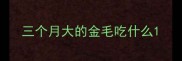 三个月大的金毛吃什么