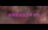 狗狗脱毛脱了半个月