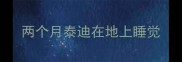 两个月泰迪在地上睡觉