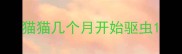 猫猫几个月开始驱虫