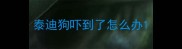 泰迪狗吓到了怎么办
