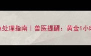 哈士奇翻肠子紧急处理指南兽医提醒黄金1小时内必须做这3件事