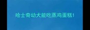 哈士奇幼犬能吃蒸鸡蛋糕