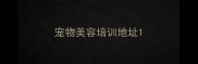 宠物美容培训地址