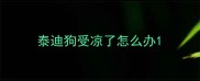 泰迪狗受凉了怎么办