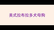 美式拉布拉多犬母狗