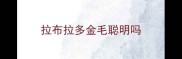 拉布拉多金毛聪明吗