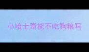 小哈士奇能不吃狗粮吗