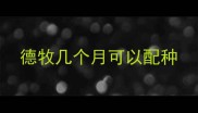 德牧几个月可以配种