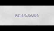 俩月金毛怎么喂食