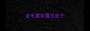 金毛喜欢露出肚子