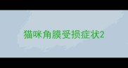 猫咪角膜受损症状