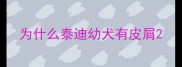 为什么泰迪幼犬有皮屑