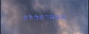 金毛食欲下降原因