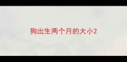 狗出生两个月的大小