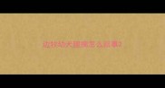 边牧幼犬腿瘸怎么回事