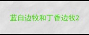 蓝白边牧和丁香边牧