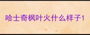 哈士奇枫叶火什么样子