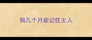 狗几个月能记住主人